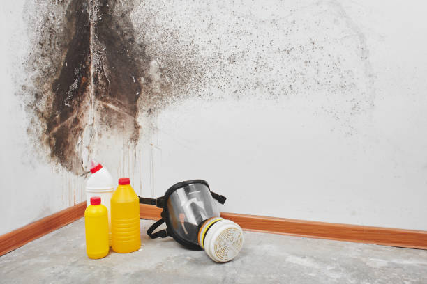 Professional Mold Remediation in Glendora, NJ